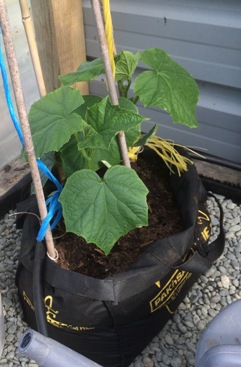 growing a cucumber plant